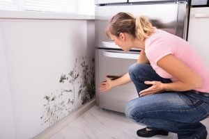 Indoor Mold and How it Grows