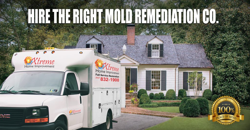 Hire the Right Mold Remediation Company