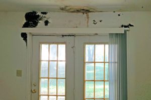 What to Do About Mold in Your Home