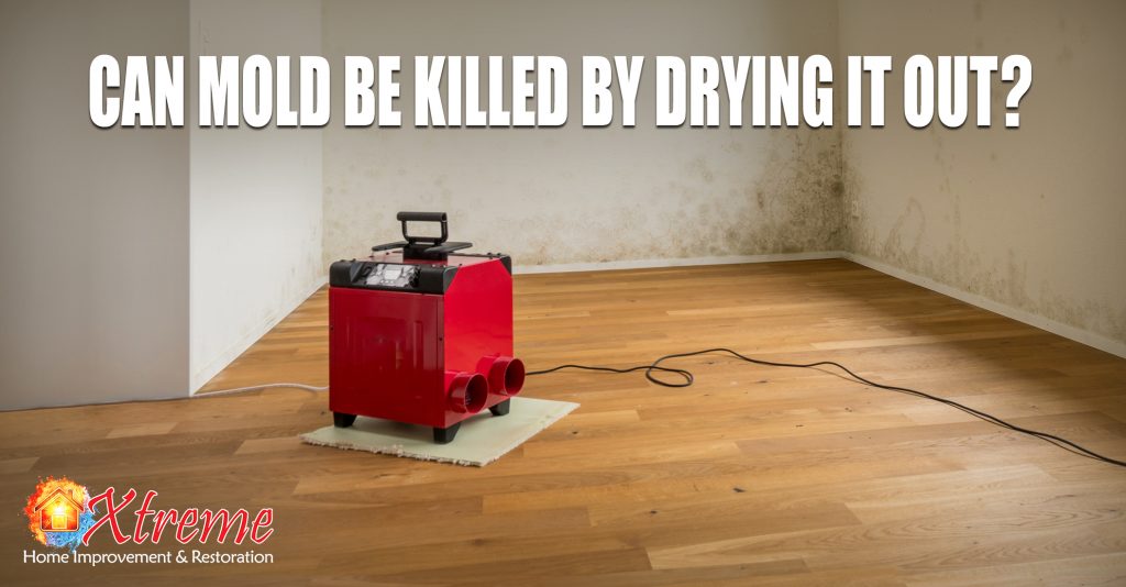 Can Mold Be Killed by Drying it Out