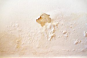 Signs of Damaged Water Pipes